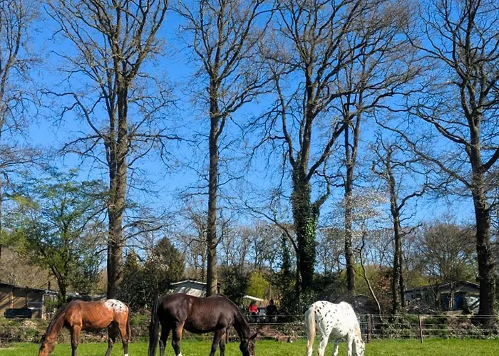 Stijlvol, Rustig Midden In De Veluwse Met Weidezicht